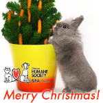 Christmas Rabbit