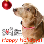 Holiday Dog 3