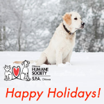 Holiday Dog 4