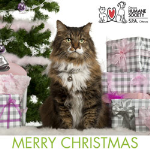 Christmas Cat
