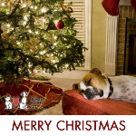 Christmas Dog