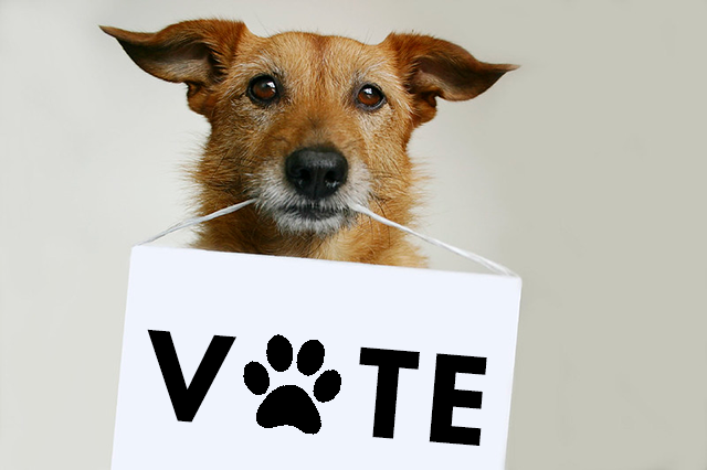 Dog vote