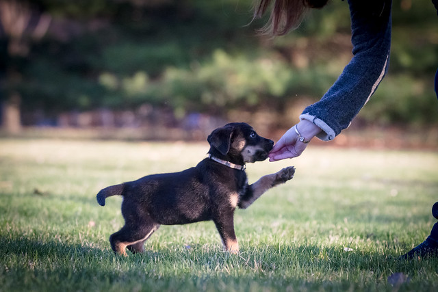 Human hugging pets