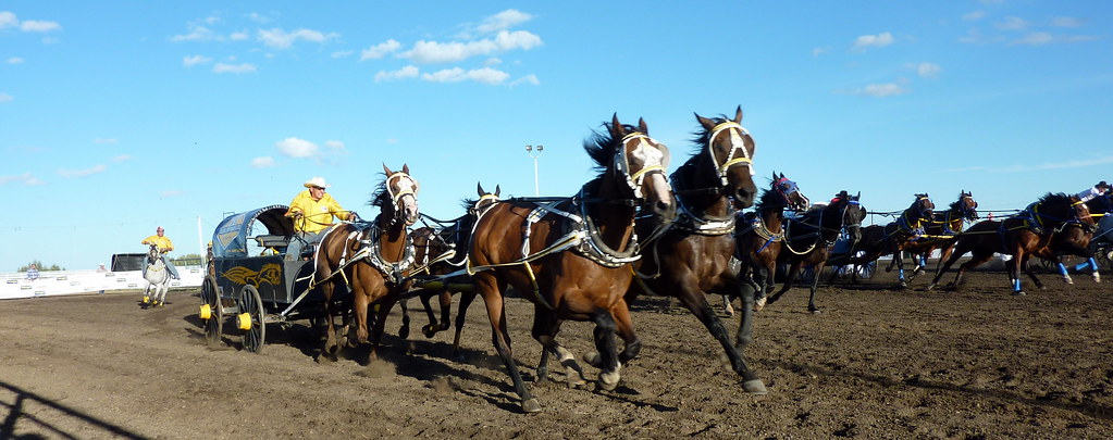 Chuckwagon Racing