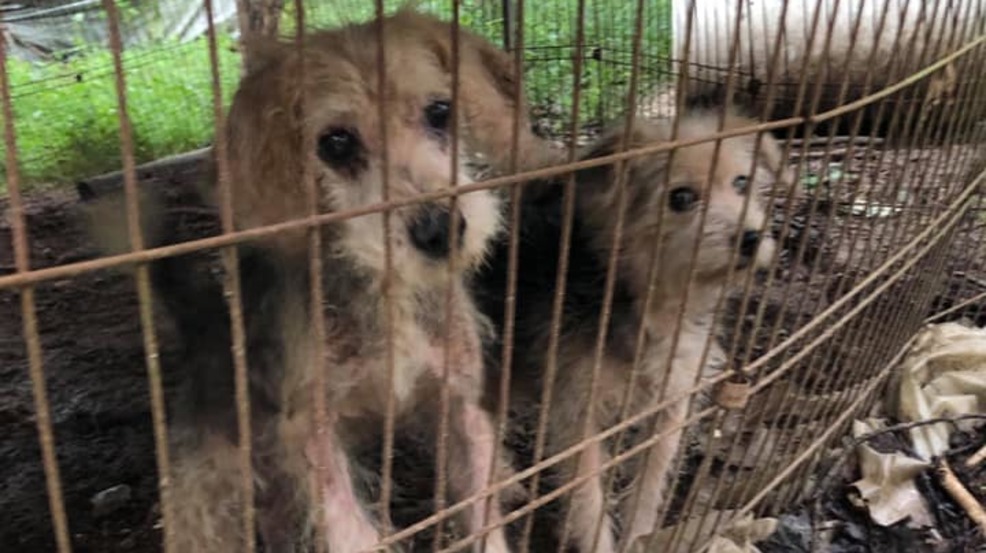 Dogs in small dirty cage