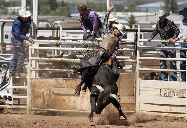 Cowboy riding an unwilling bull