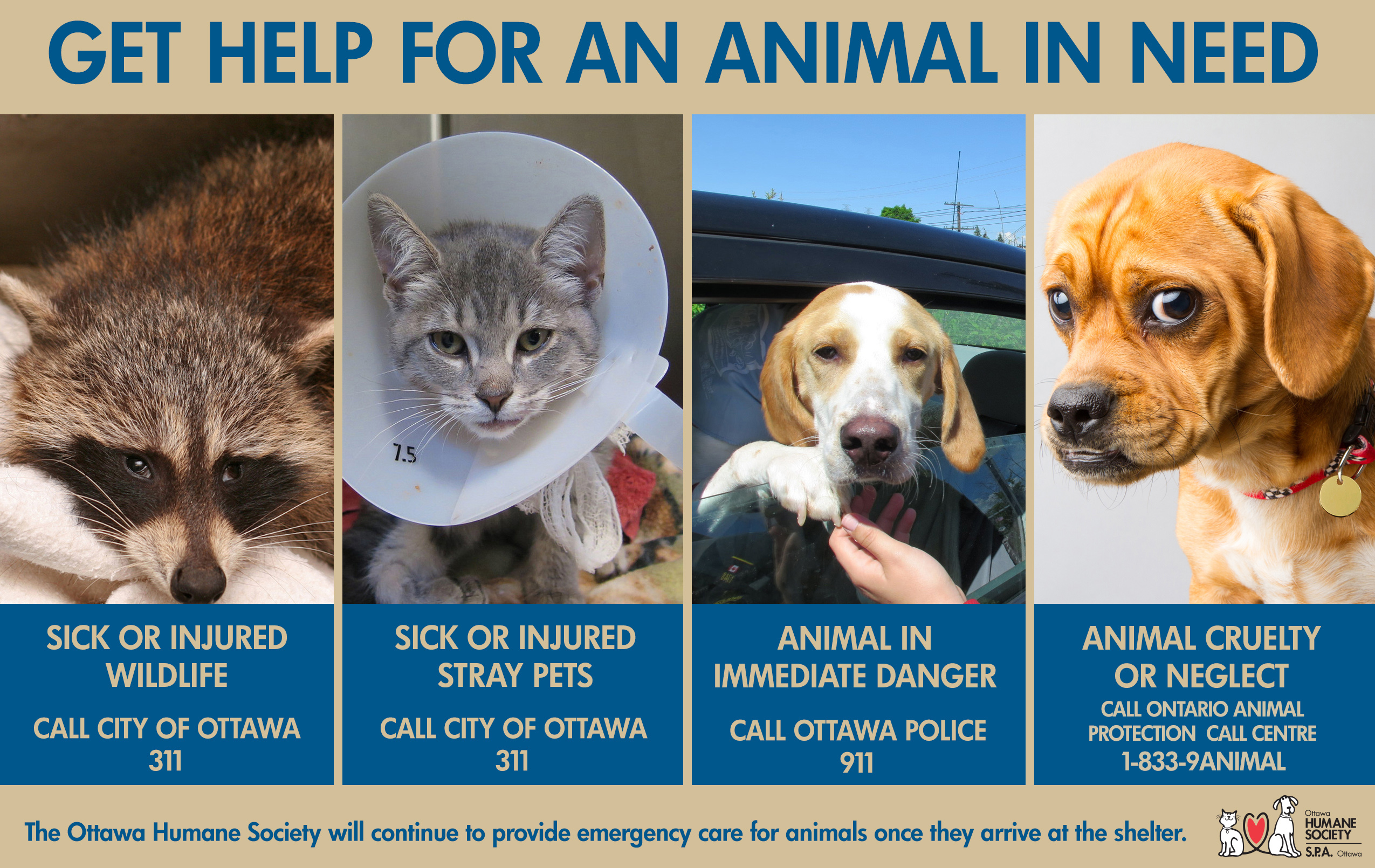 Contact Ottawa Police for animal cruelty cases