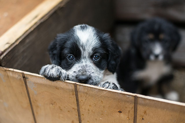 Sad puppy in crate