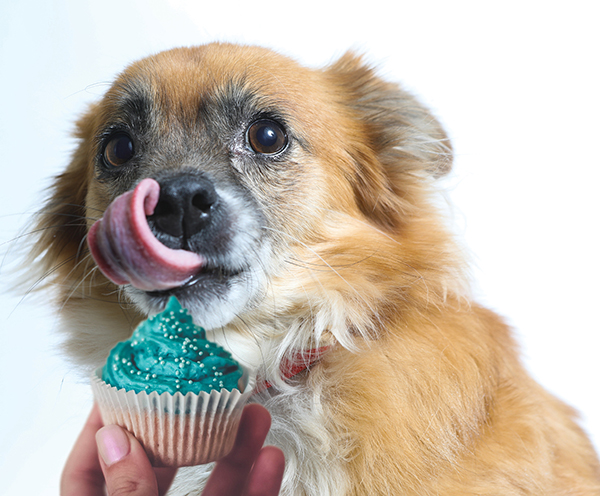 Dog looking hungrily at a cupcake