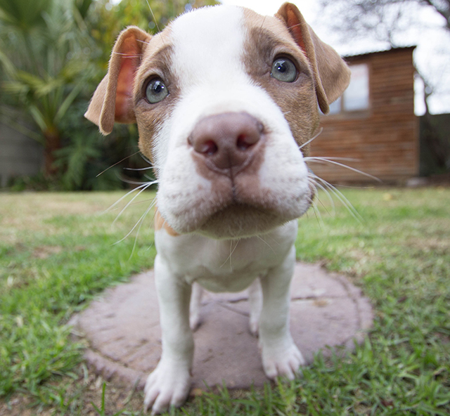 Close up of pitbull puppy