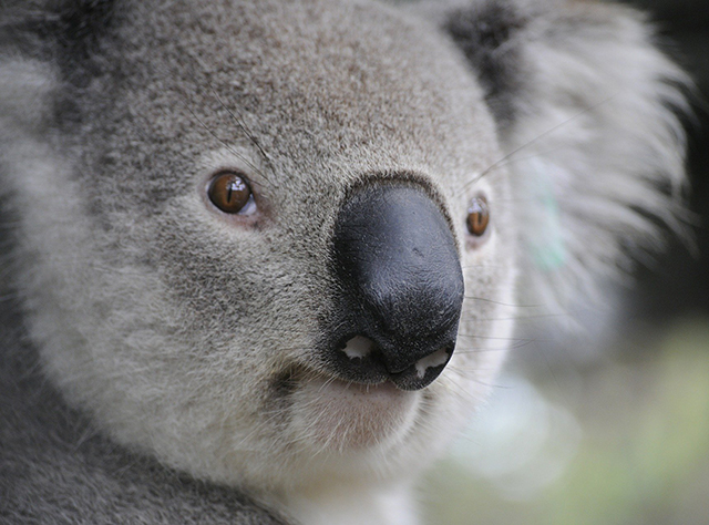 Koala looking dour