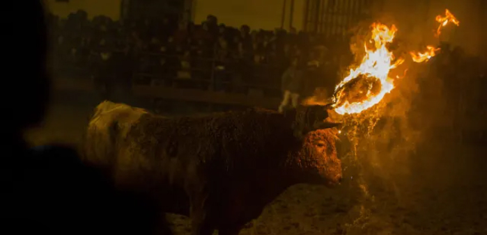 Bull with flaming horns