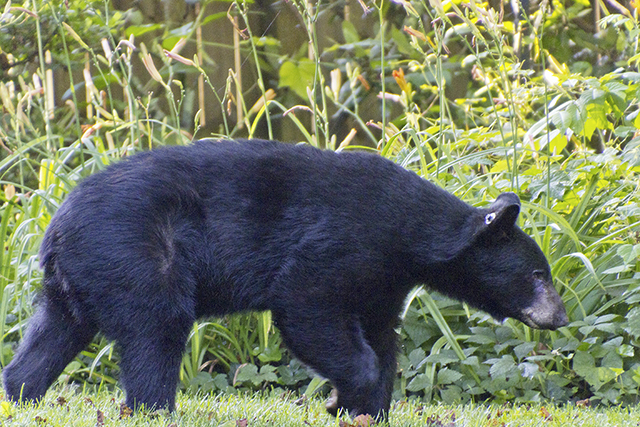 Bear in a backyard