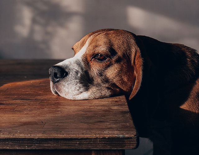 Sad looking dog resting his chin on a table