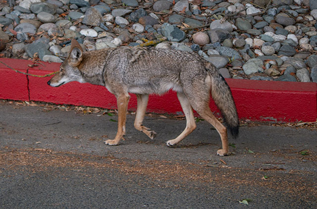 Coyote in street