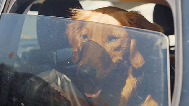 Dog in a hot car