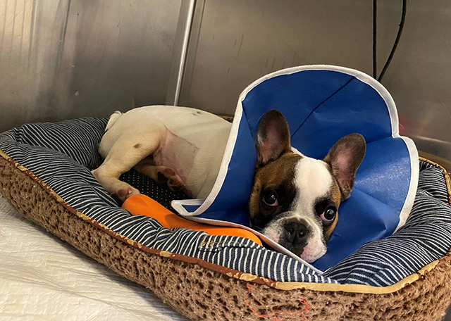 Winny, french bulldog, wearing a cone