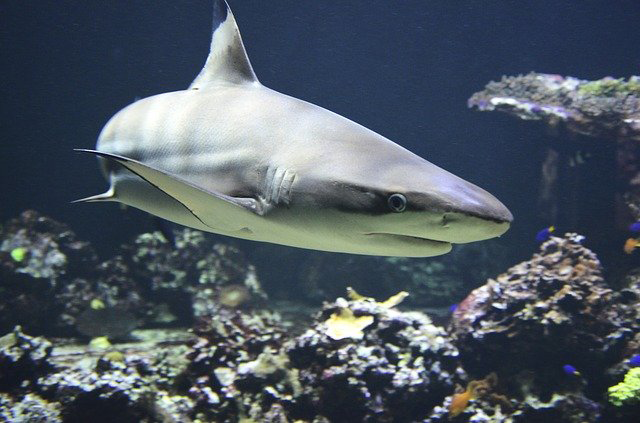 Blacktip Shark