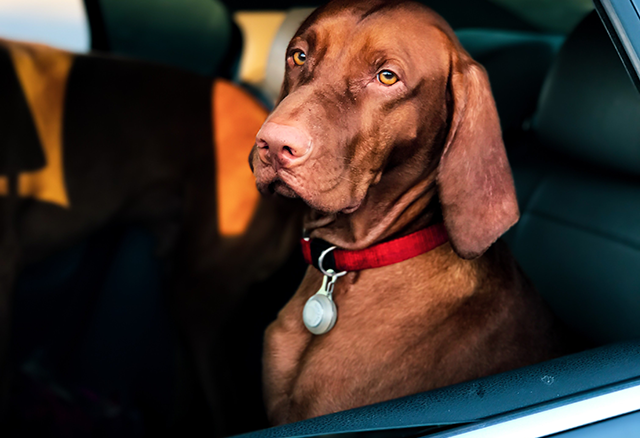 Dog in car