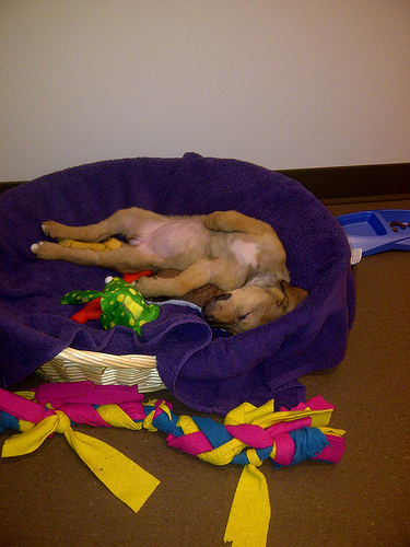 home away from home dog