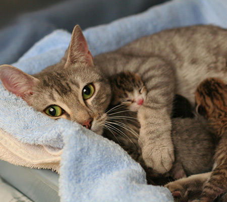 Spay / Neuter a Cat