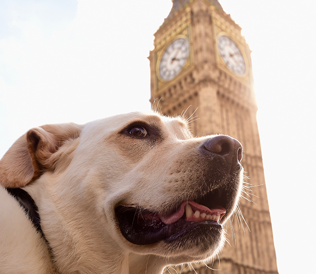 Dog looking at London Tower