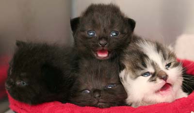 Purrfect Pairings