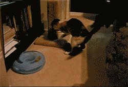 Amazon Wish List for Cats