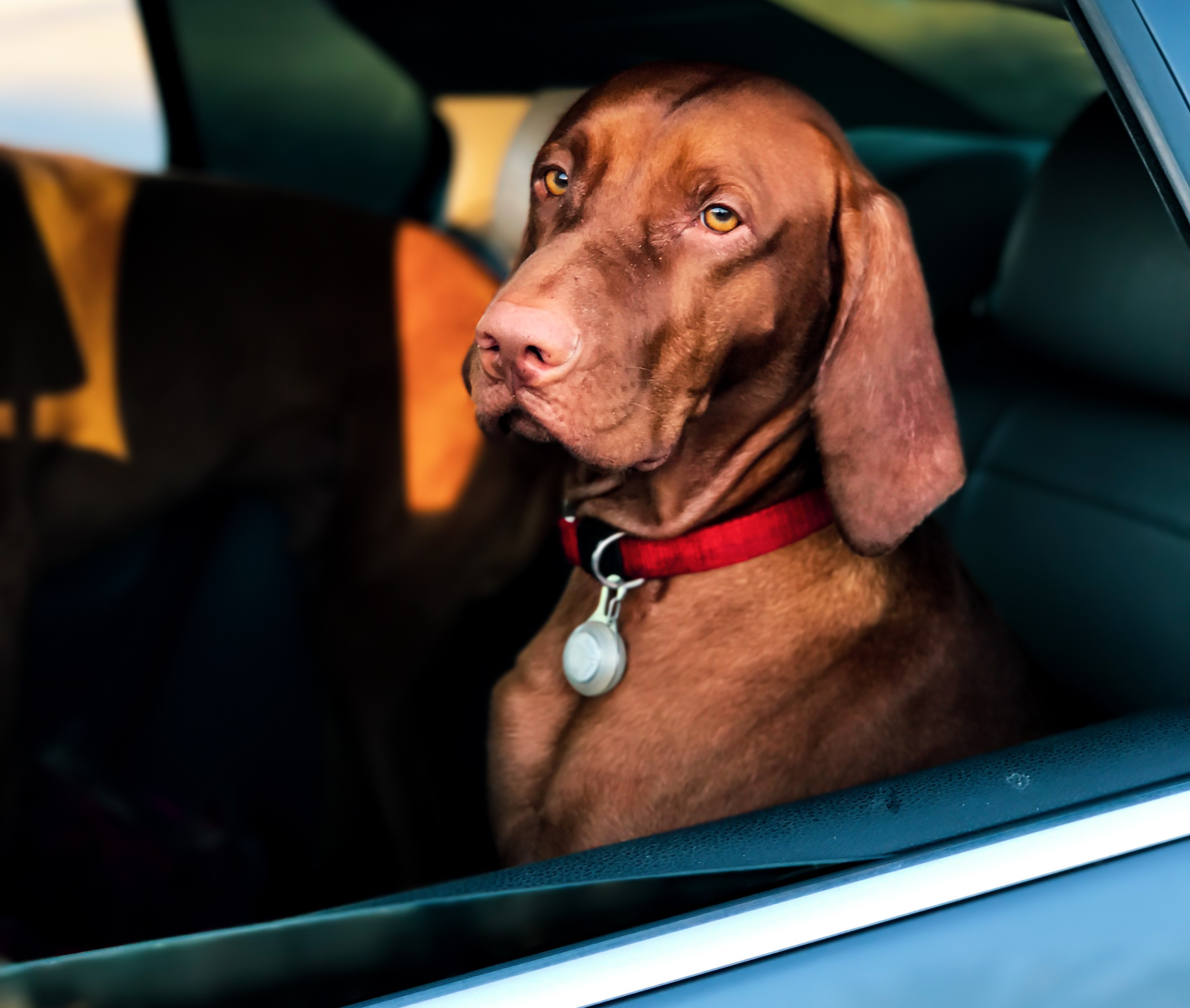Dog in car