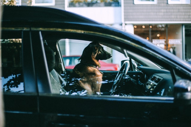 Dog in car