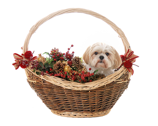 Dog in festive basket