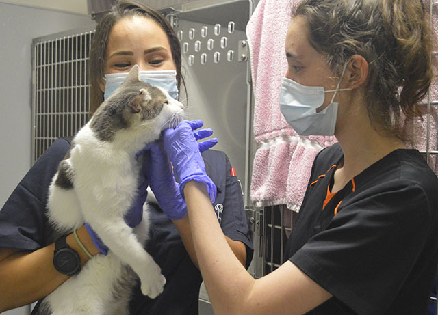 Staff and Boreal student with cat