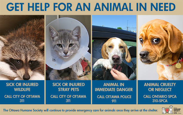 get help for an animal